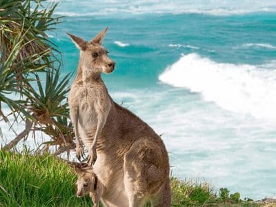 A kangaroo with a joey in her pouch standing on a grassy cliff overlooking the turquoise ocean on North Stradbroke Island (Minjerribah), surrounded by native coastal vegetation