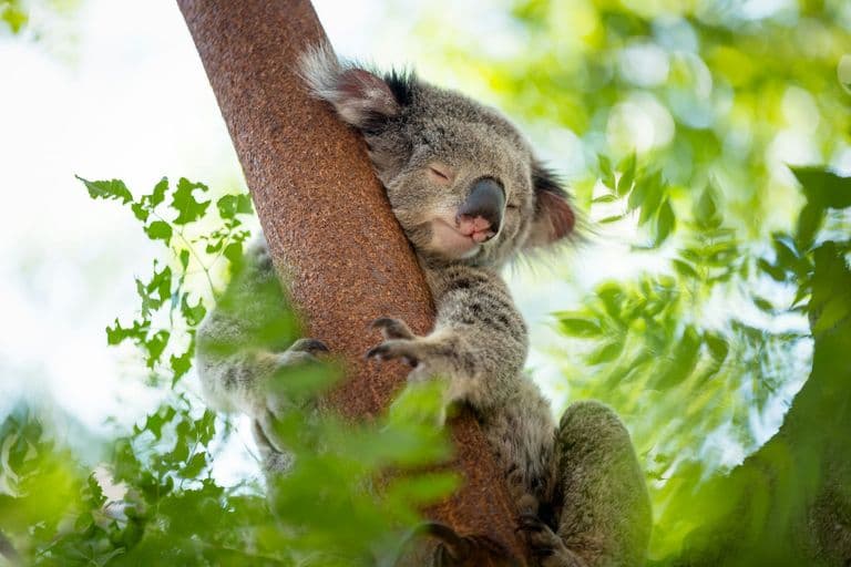 Close-up of a sleeping koala hugging a eucalyptus trunk in North Stradbroke Island bushland