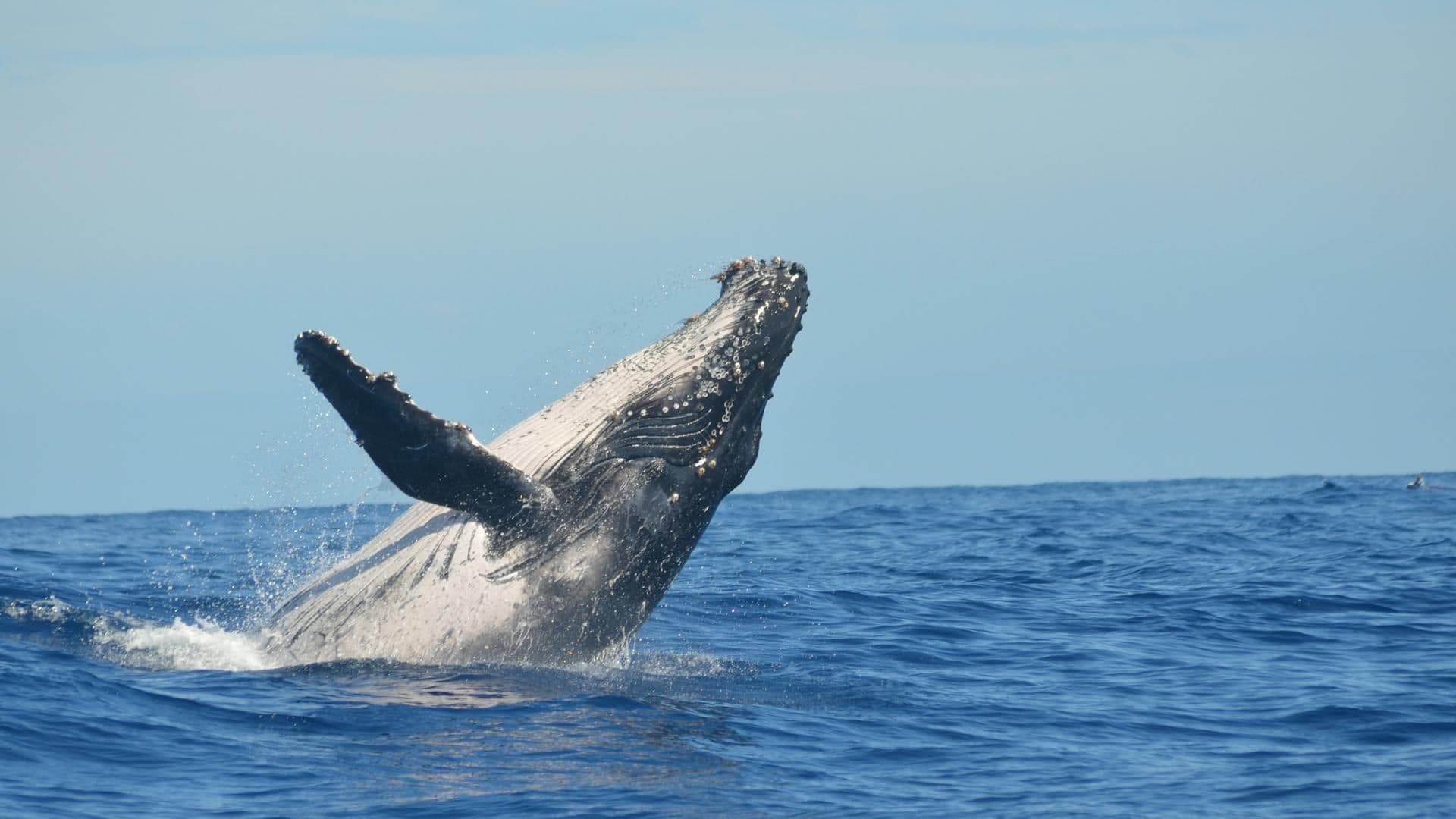 Majestic humpback whale breaching the ocean surface
