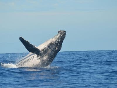 Majestic humpback whale breaching the ocean surface