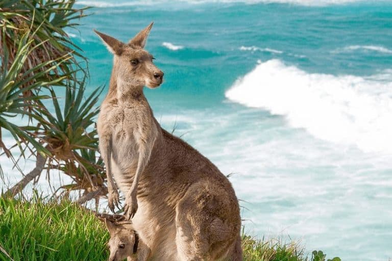 A kangaroo with a joey in her pouch standing on a grassy cliff overlooking the turquoise ocean on North Stradbroke Island (Minjerribah), surrounded by native coastal vegetation