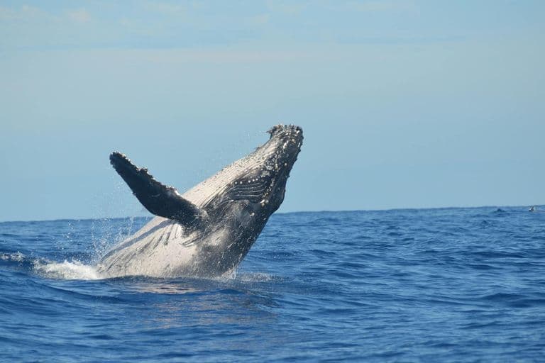 Majestic humpback whale breaching the ocean surface